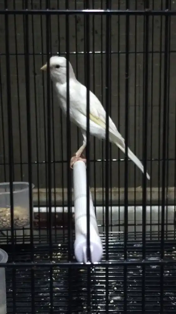 Burung kenari f1sf betina dewasa