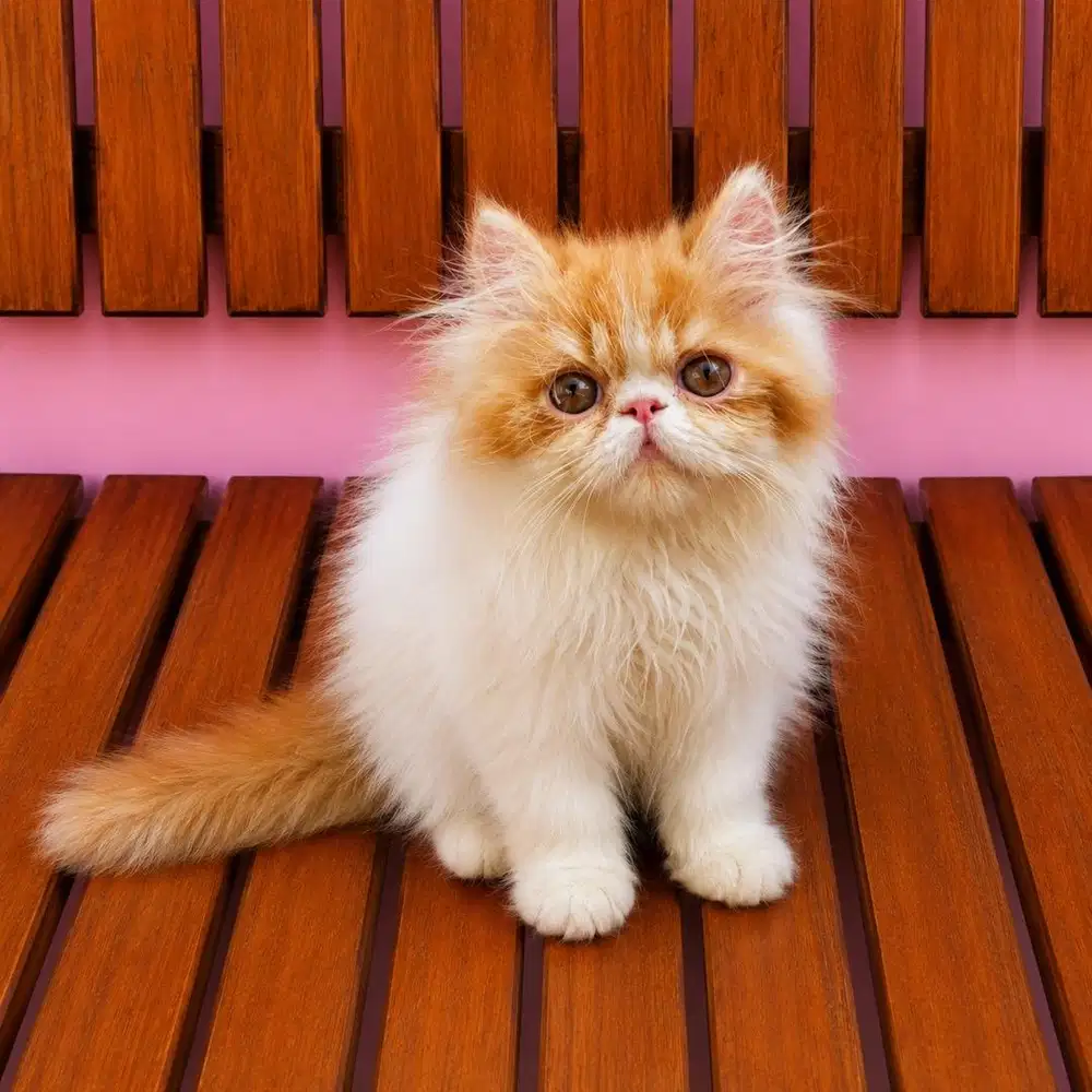 KITTEN PERSIAN PEAKNOSE BULU KAPAS LONGHAIR