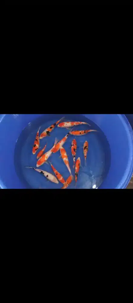 Paket Koi Kohaku Sanke 15 Ekor