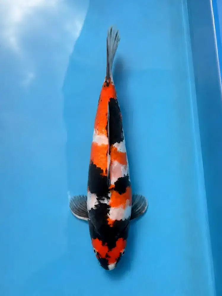 Koi Showa Shansoku M45cm Jantan body tebal