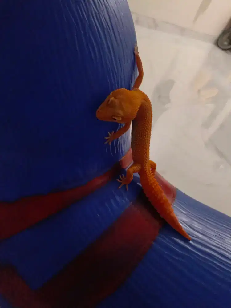Gecko sungalow / orange