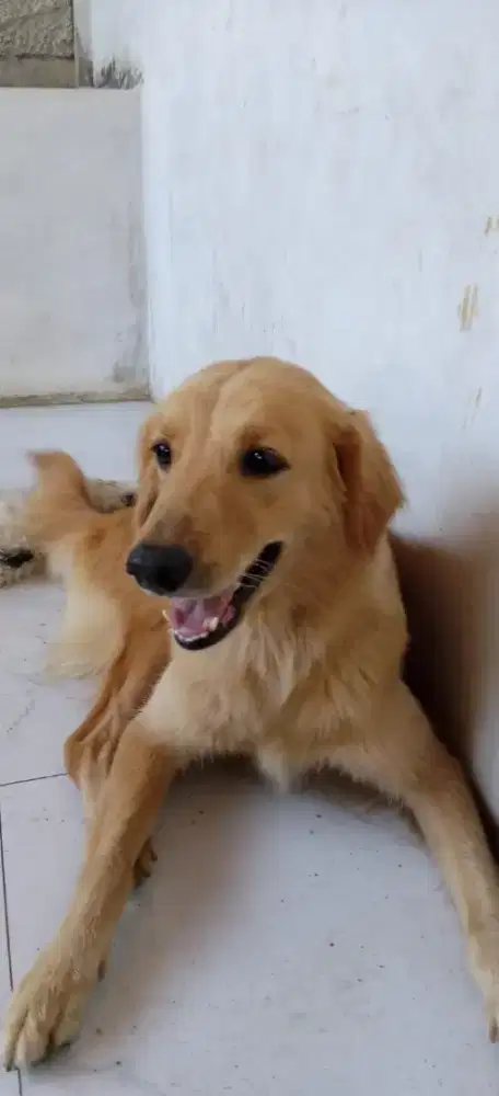 Golden betina 7 bulan