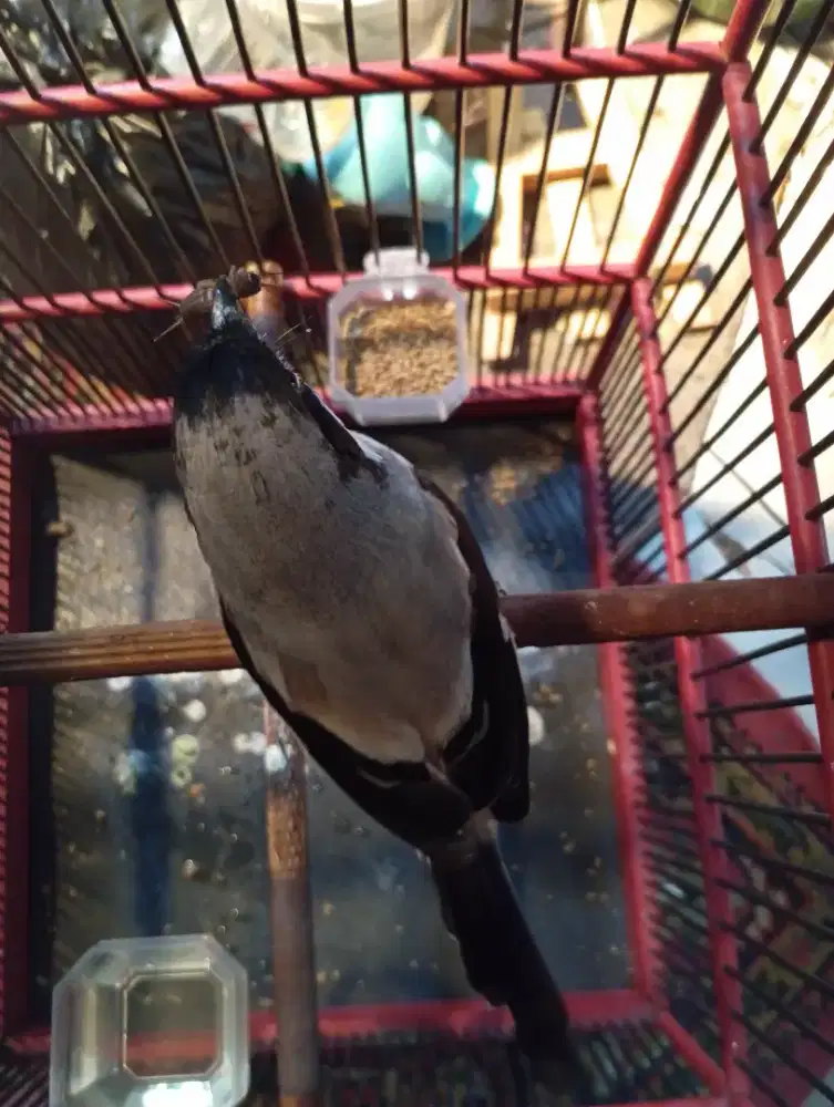 Burung cendet Sembur