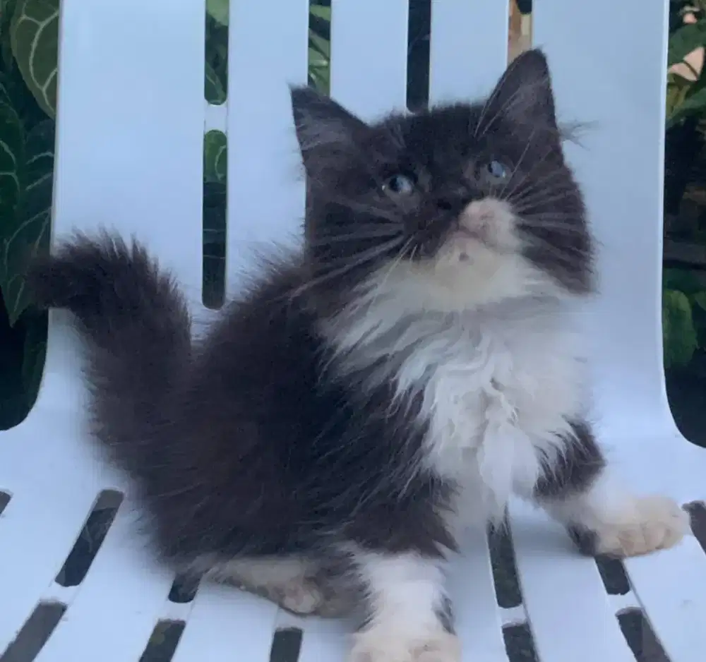 Persia kitten black tuxedo
