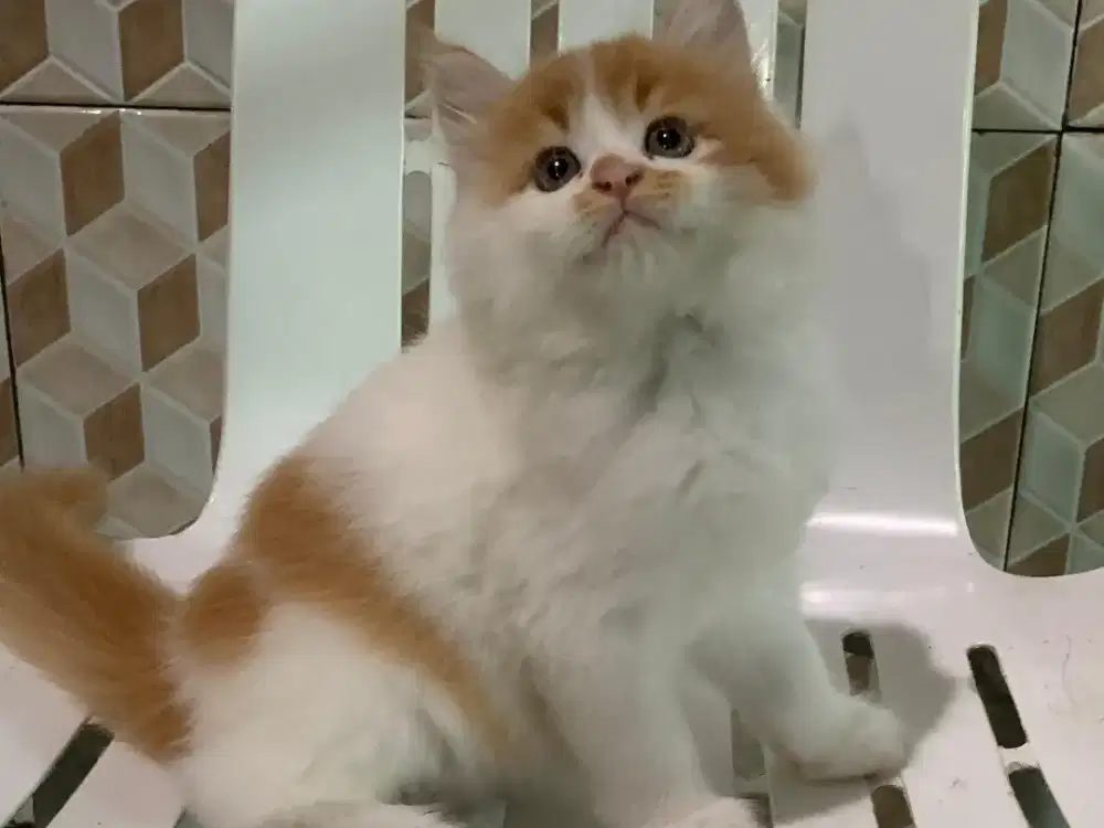 Persia kitten orange white