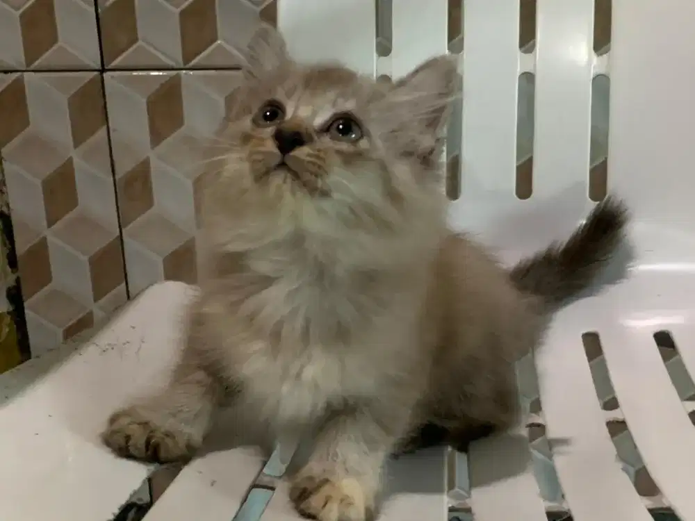 Himalaya kitten lucu