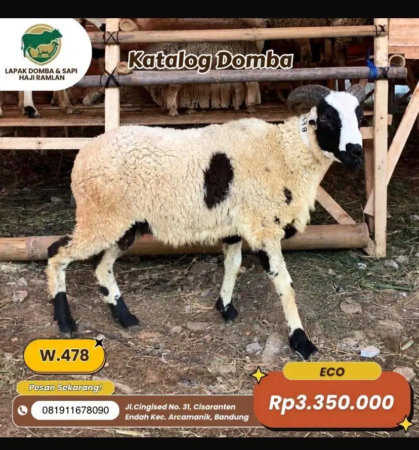 Domba dan Sapi Hewan Qurban