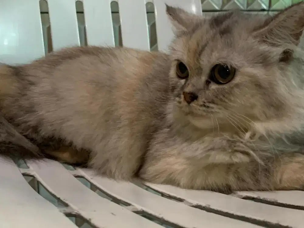 Persia kitten tortie