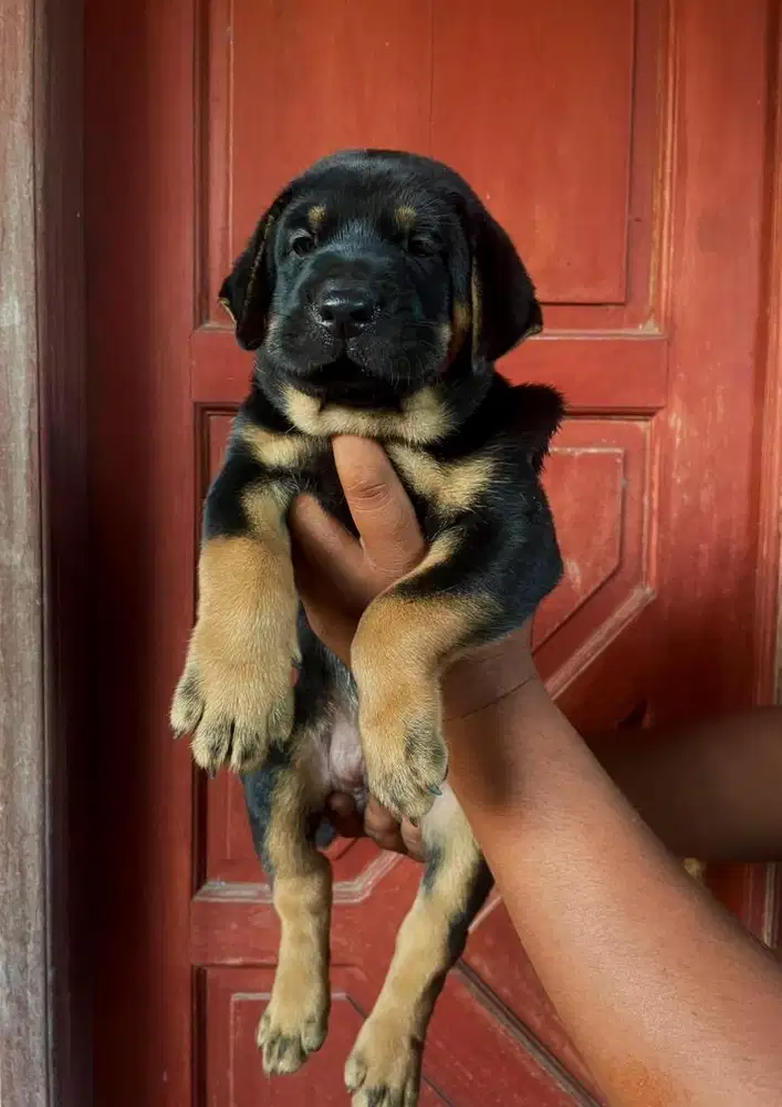 Rottweiler mix doberman