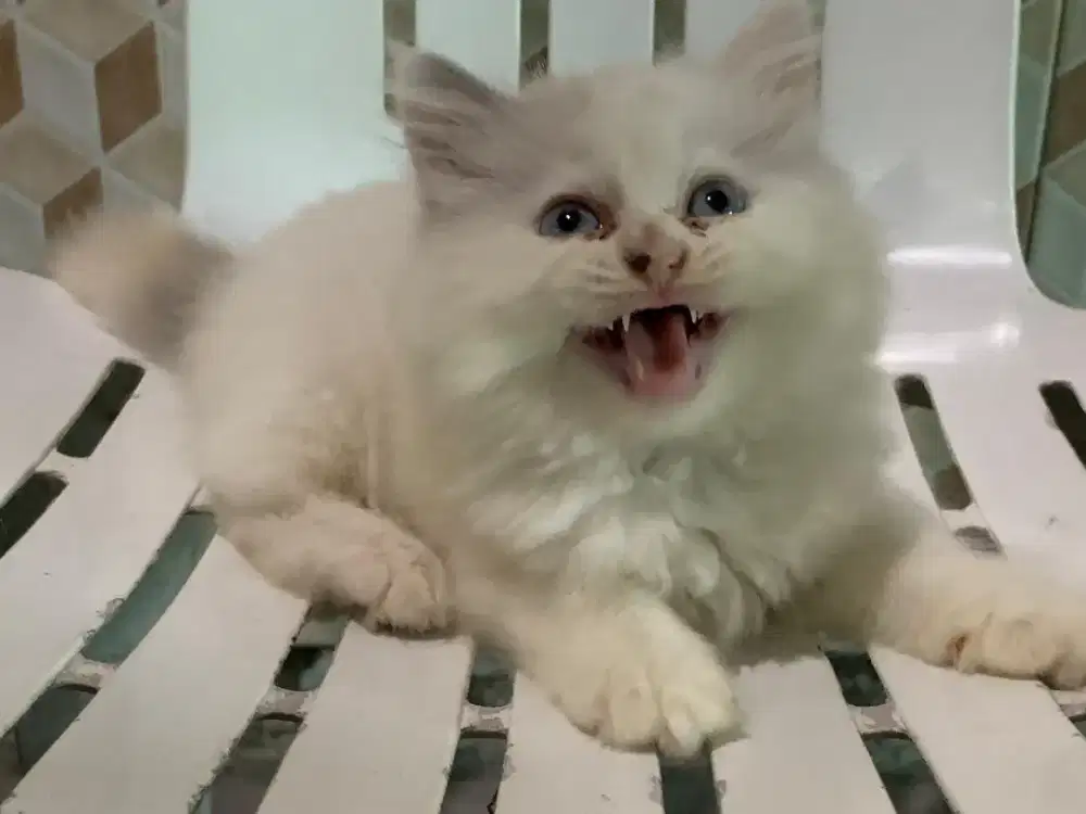 Persia kitten clingy