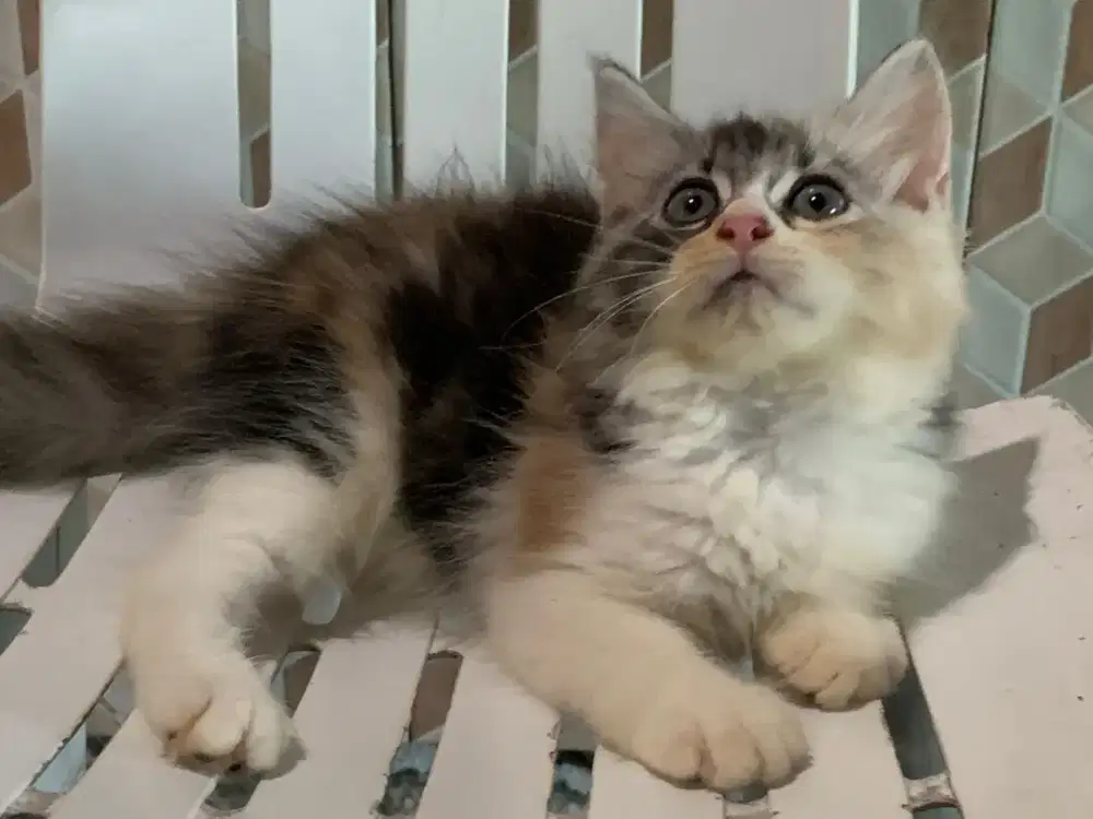 Persia kitten calico