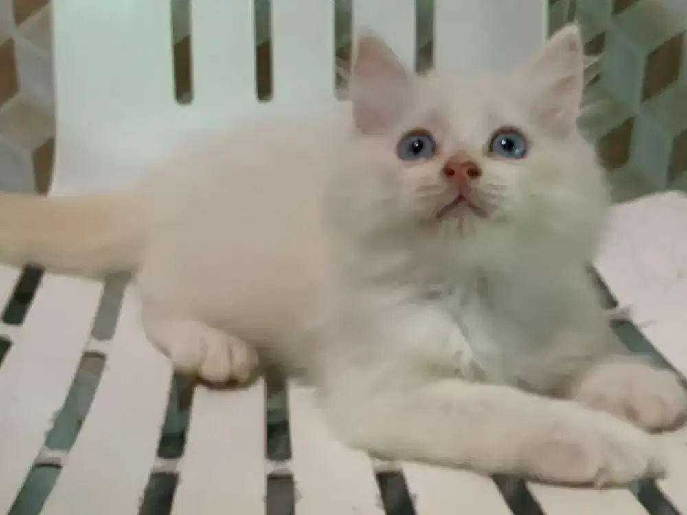 Persia kitten white