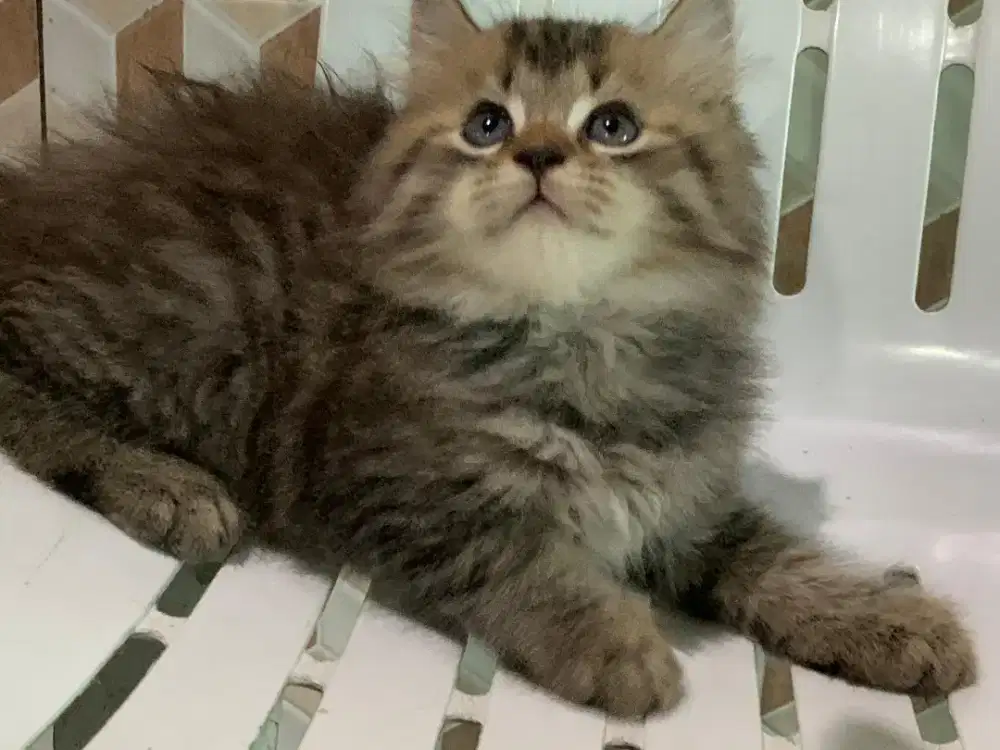 Persia kitten tabby mujair