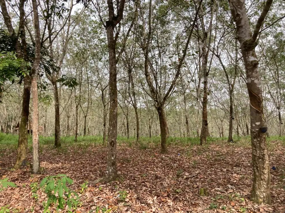 Di jual kebun karet /tanah kavling ruko