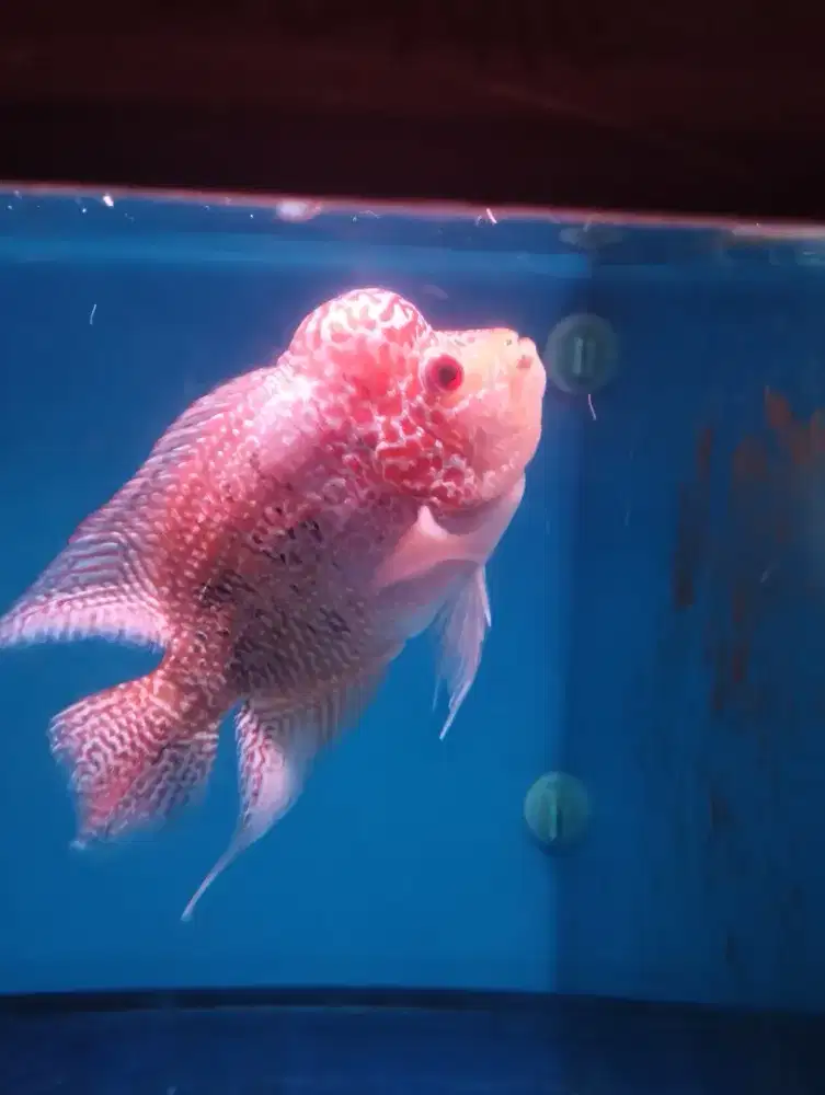 Ikan Louhan Golden Base Cencu
