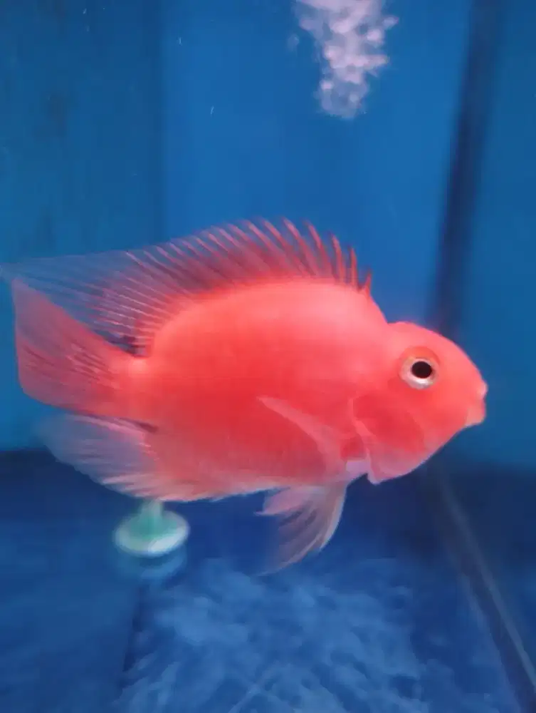 Ikan Red Parrot