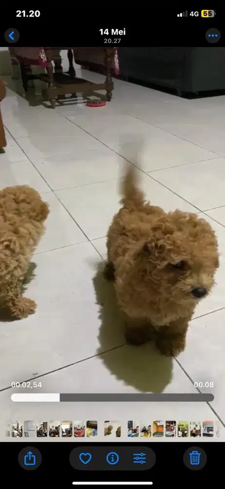 Jual Anjing Maltipo