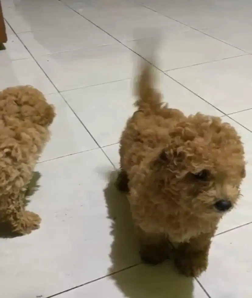 Jual Anjing Maltipo