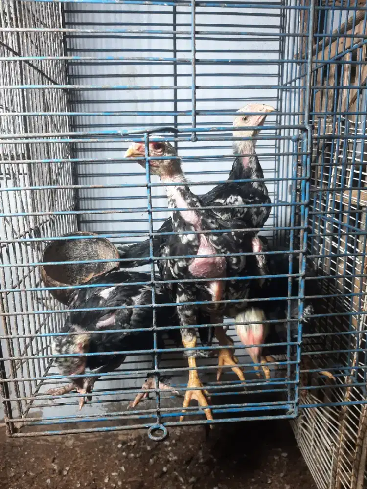 Anakan ayam bangkok