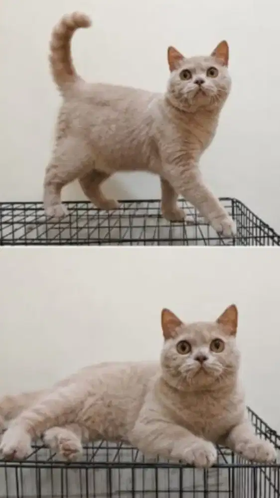 British shorthair betina 8 bulan
