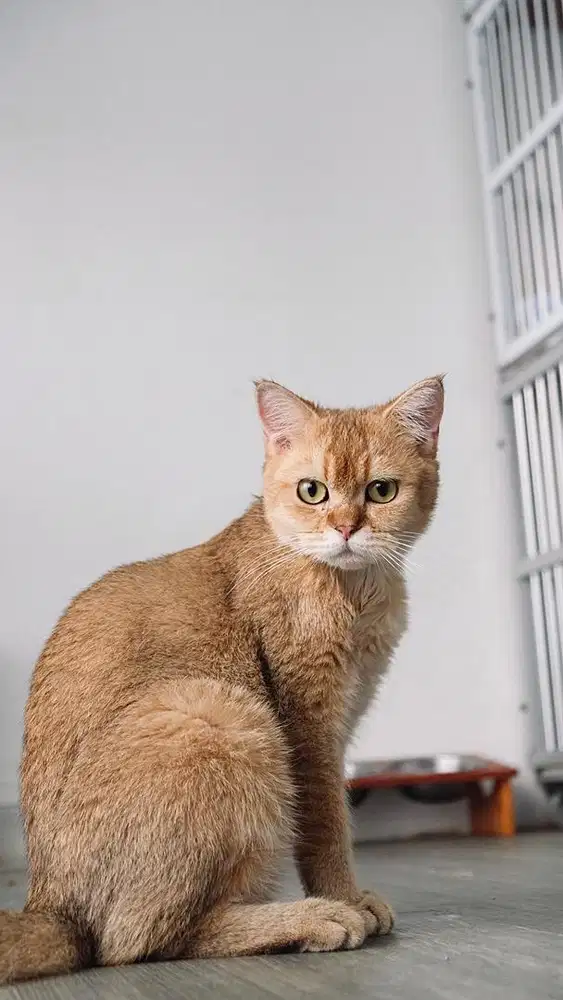 BRITISH SHORT HAIR GOLDEN / BSH GOLDEN
