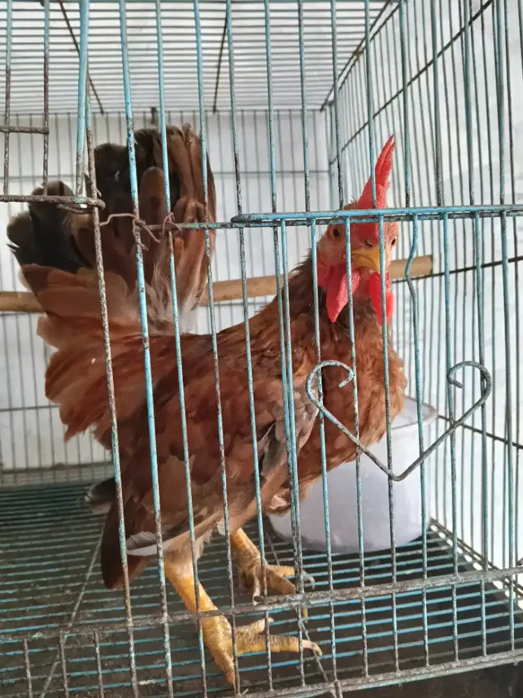 Ayam kate dewasa