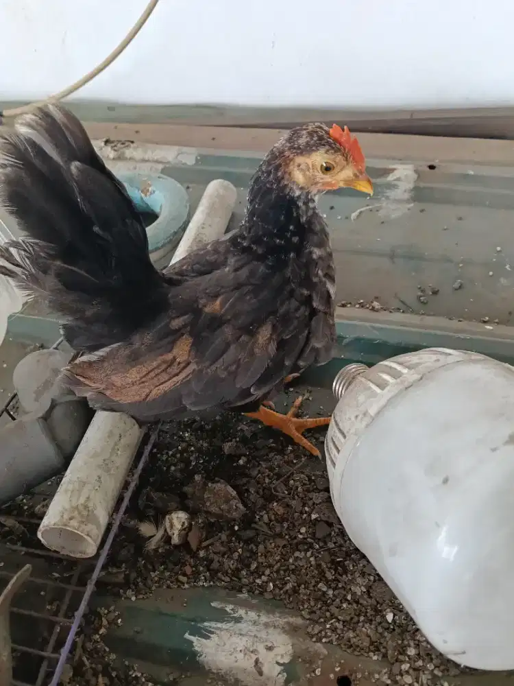 Ayam kate remaja
