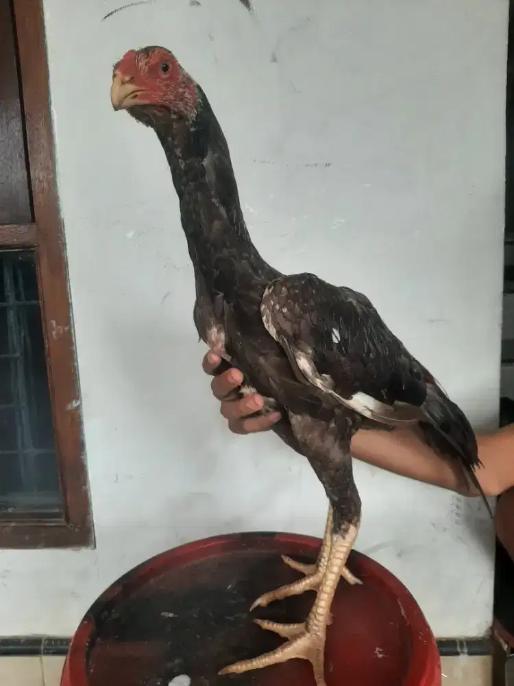 Ayam bangkok/ Usia 4 bln