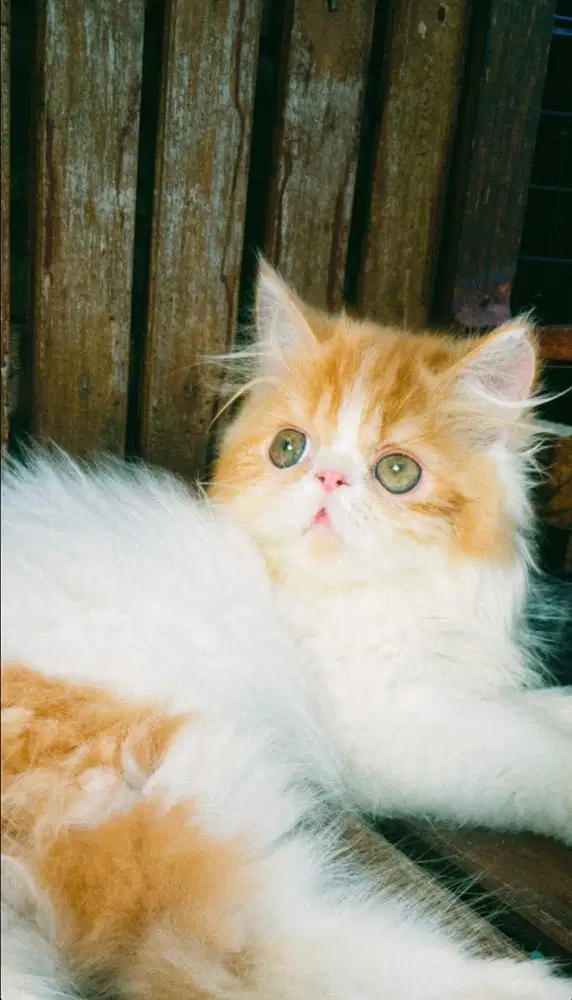 KITTEN PERSIAN LONGHAIR BULU KAPAS