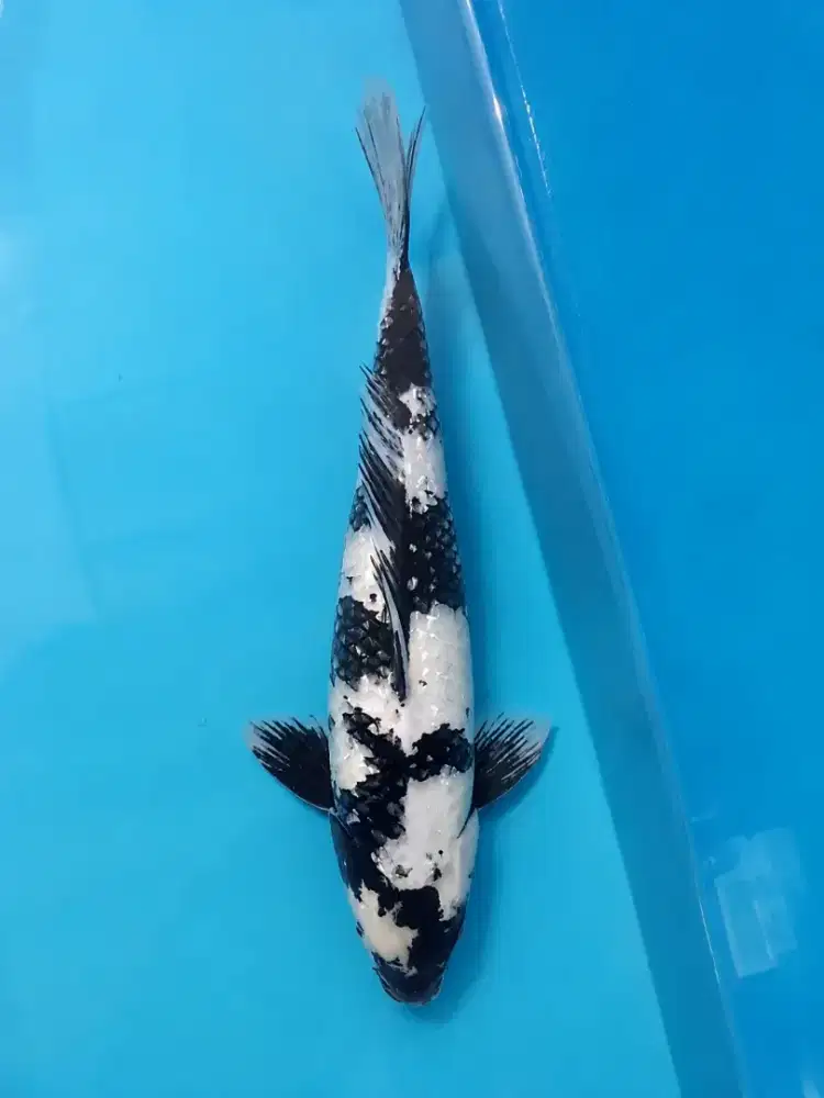 Koi Shiro Ginrin M42cm Jantan Good Patern High Quality