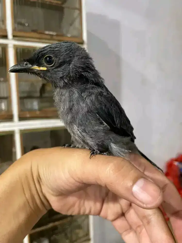 Anakan srigunting abu mata putih
