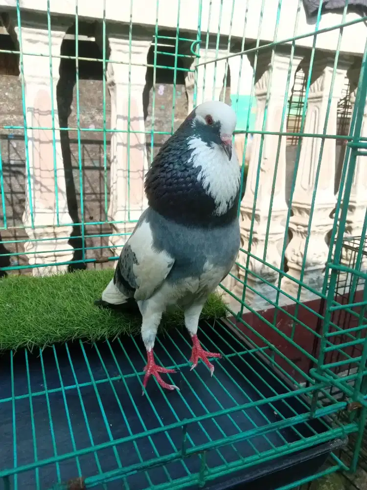 Burung dara blantong