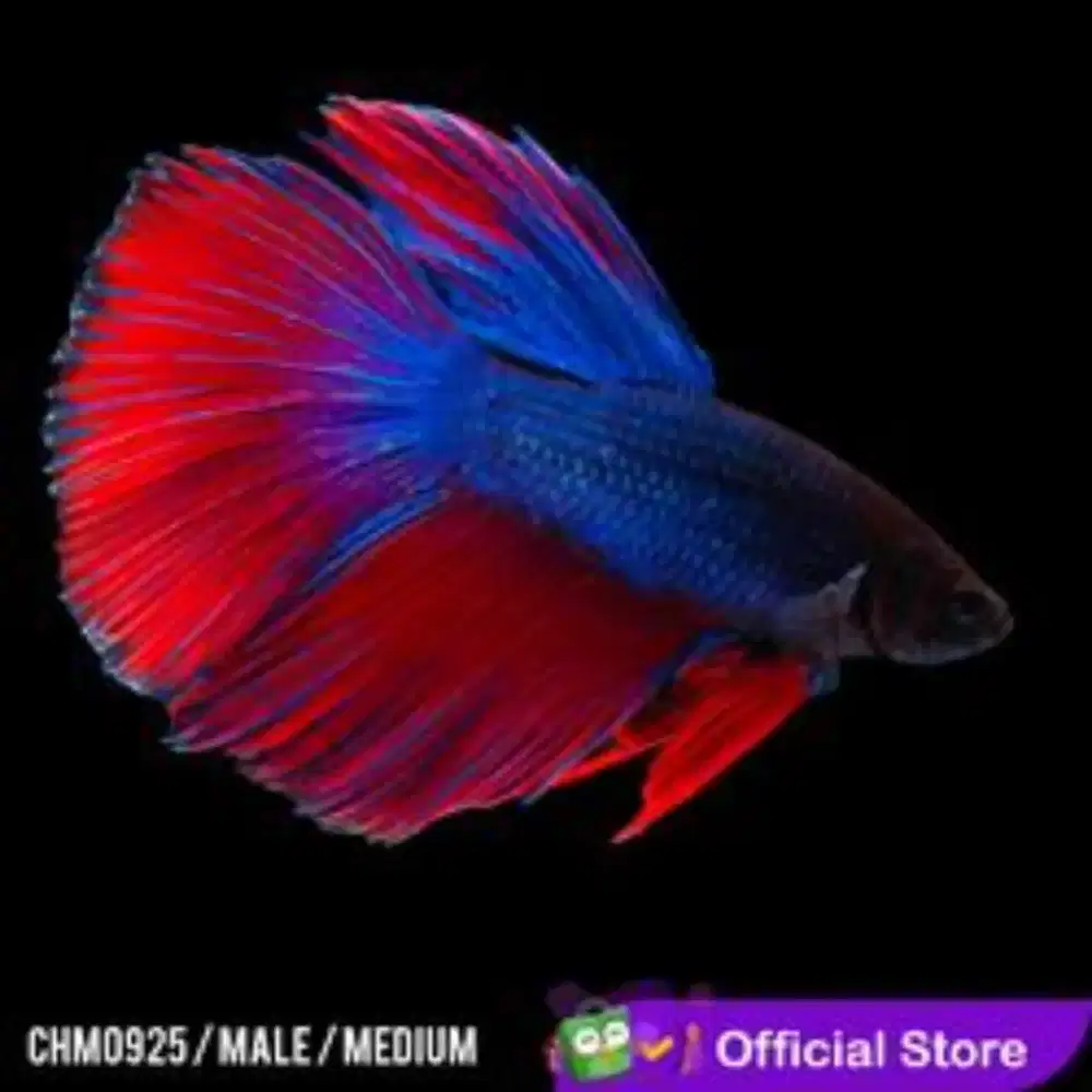 Ikan cupang halfmoon agresif dan glowing