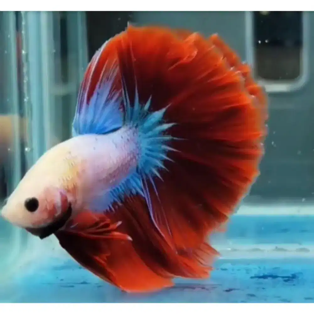 Ikan cupang halfmoon pink sembur merah