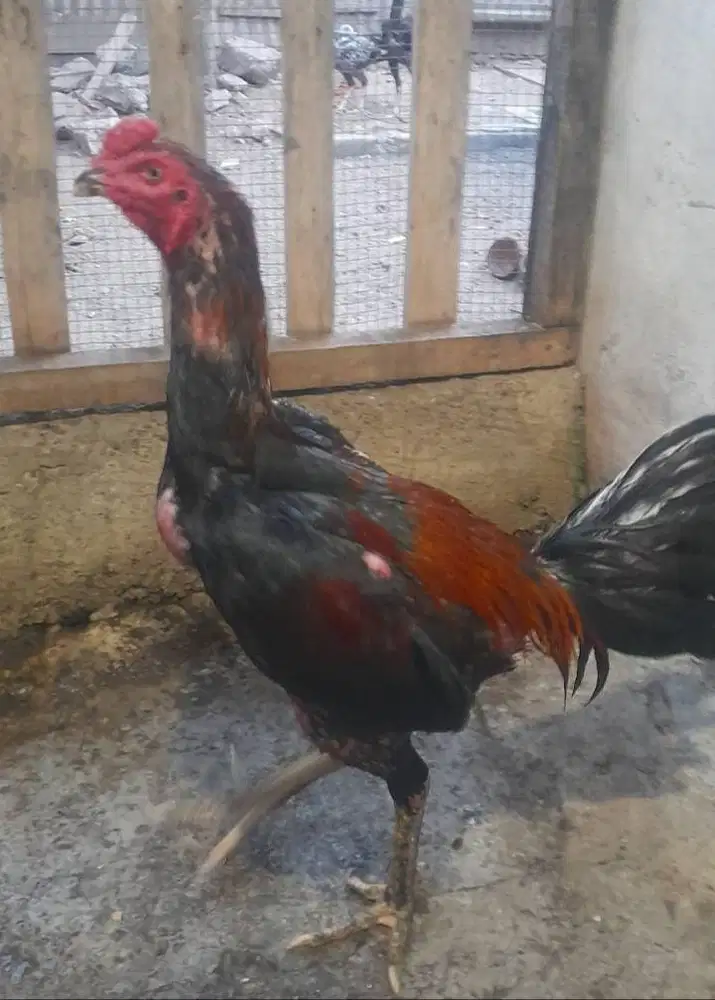 JUAL AYAM KHOYNGON