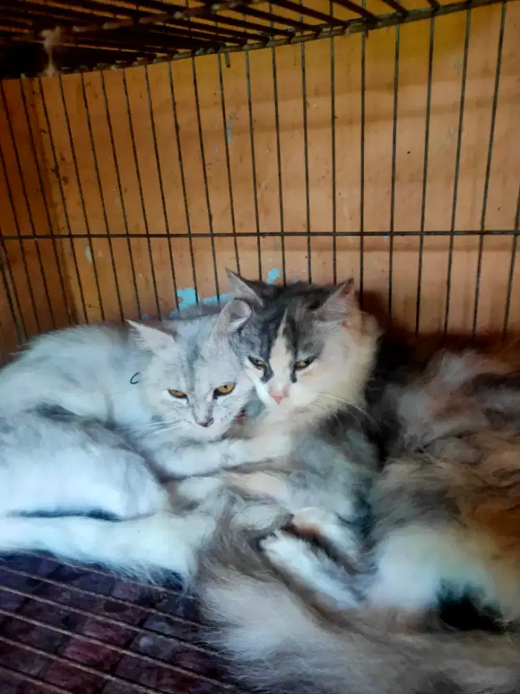 2 Kucing Persia betina
