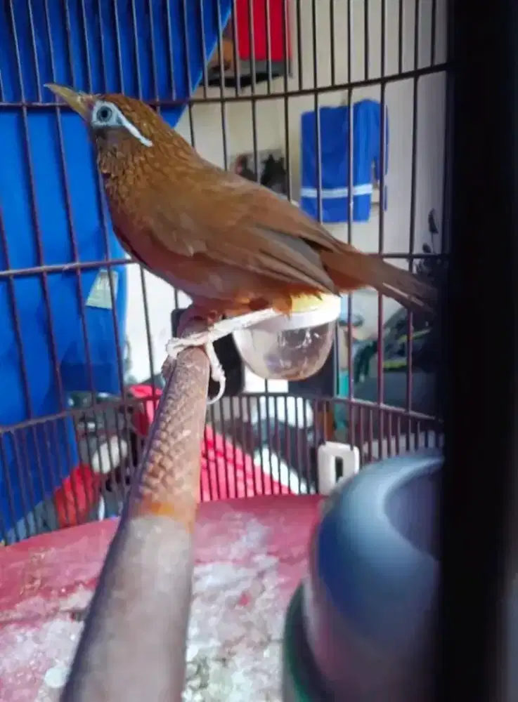 Wambie jantan mulus rawatan