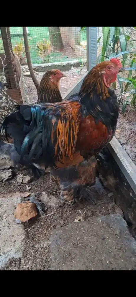 JUAL CEPAT AYAM BRAHMA SEPASANG
