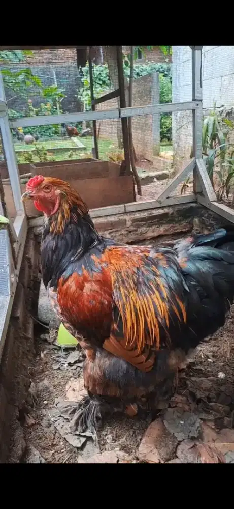 JUAL MURAH AYAM BRAHMA SEPASANG