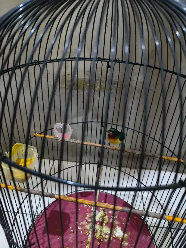 Burung kolibri wulung Rajin pur total