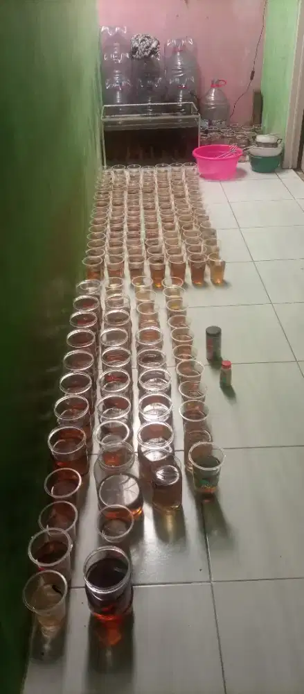 Ikan cupang murah