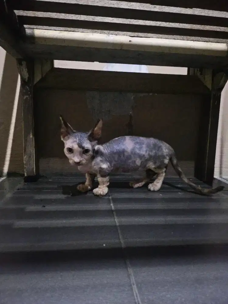 Kucing Bambino Betina