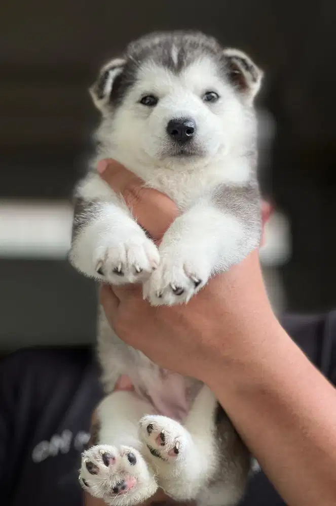Puppies / anjing siberian husky betina white face