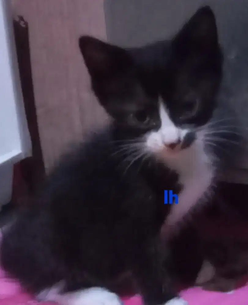 Kitten ras mix itemputih