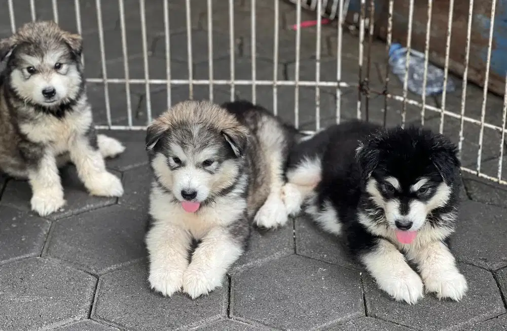 Anjing / puppies alaskan malamute betina bigbone