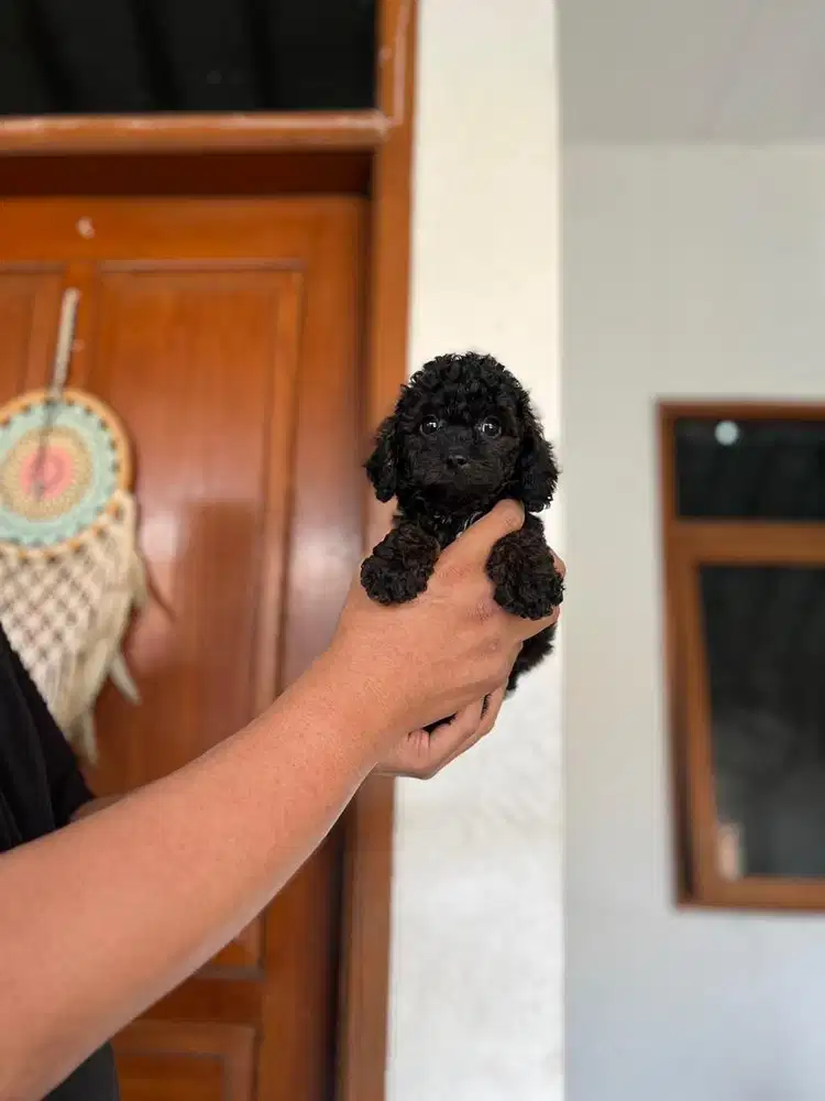 Anjing / puppies black toy poodle jantan cute