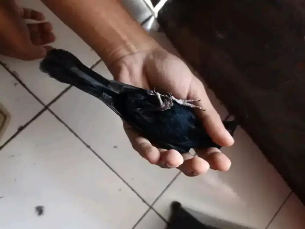 Kacer wulung full hitam MH mulus