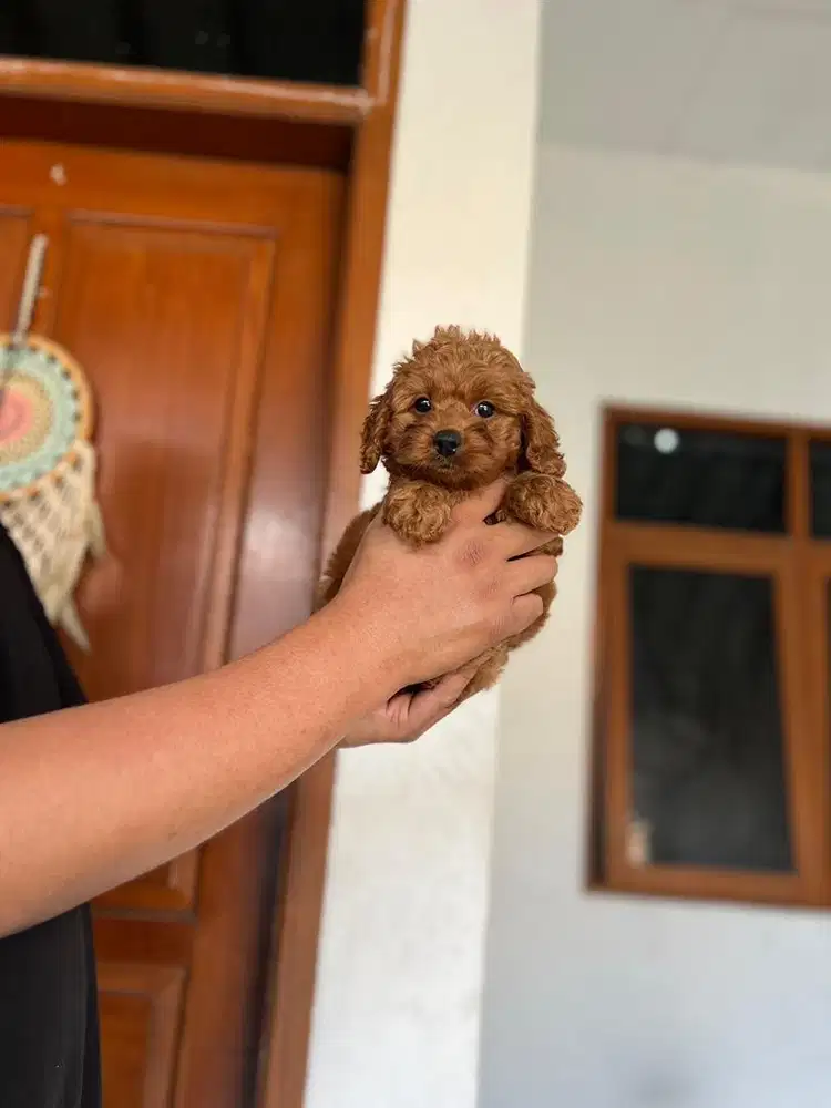 Anjing / puppies red toy poodle jantan