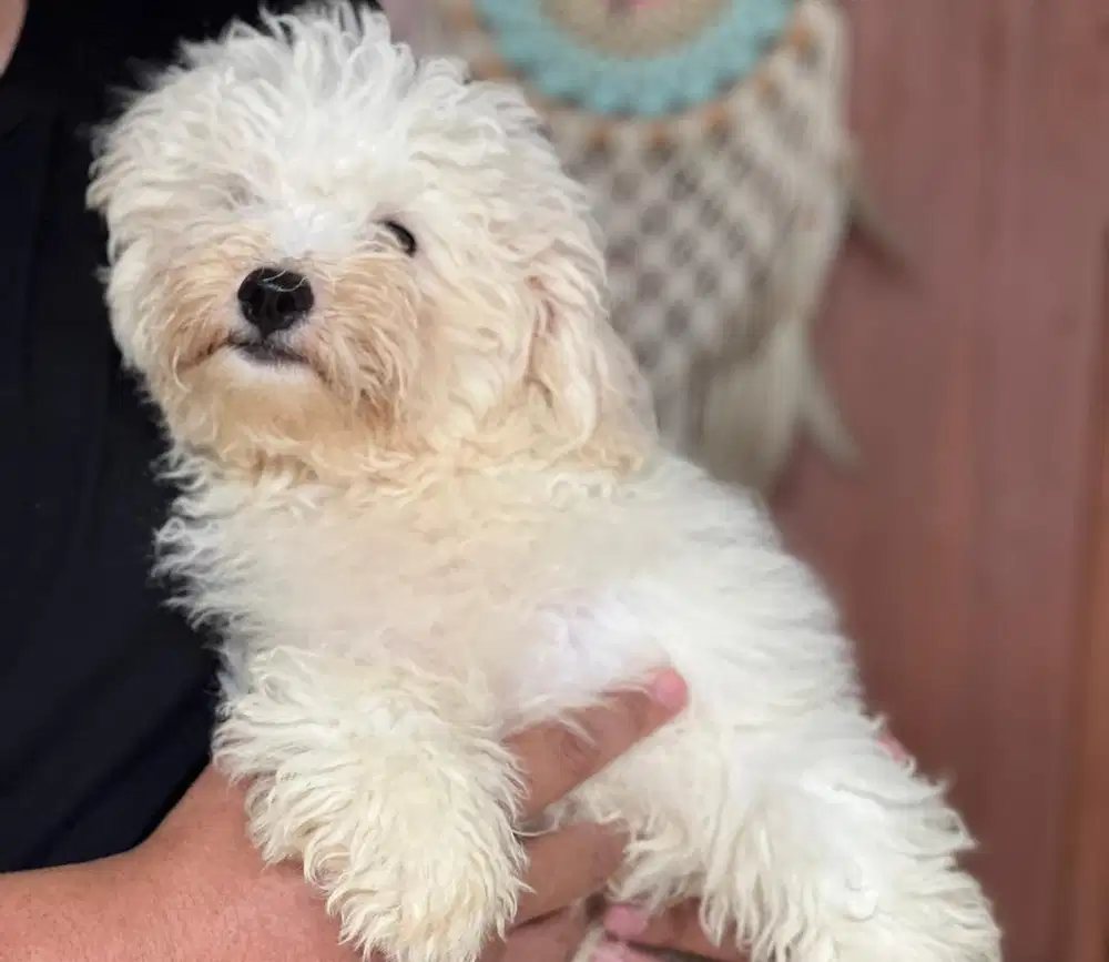 Anjing / puppies bichon frise betina 6 bulan murmer