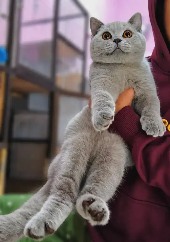 Kucing kitten british shorthair non ped